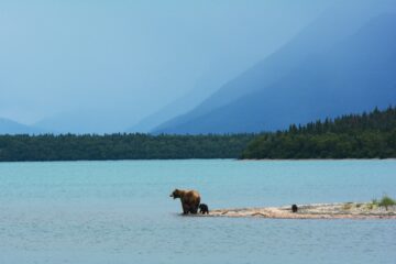 A bear at the edge of the water