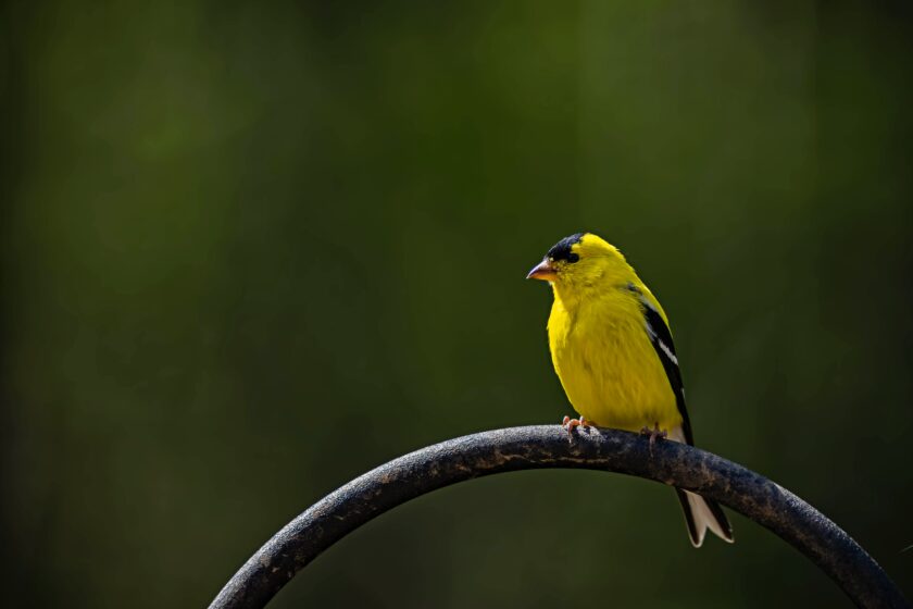 A yellow bird sitting on top of a metal pole.