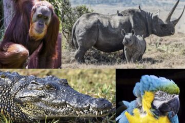 Photos of endangered animals