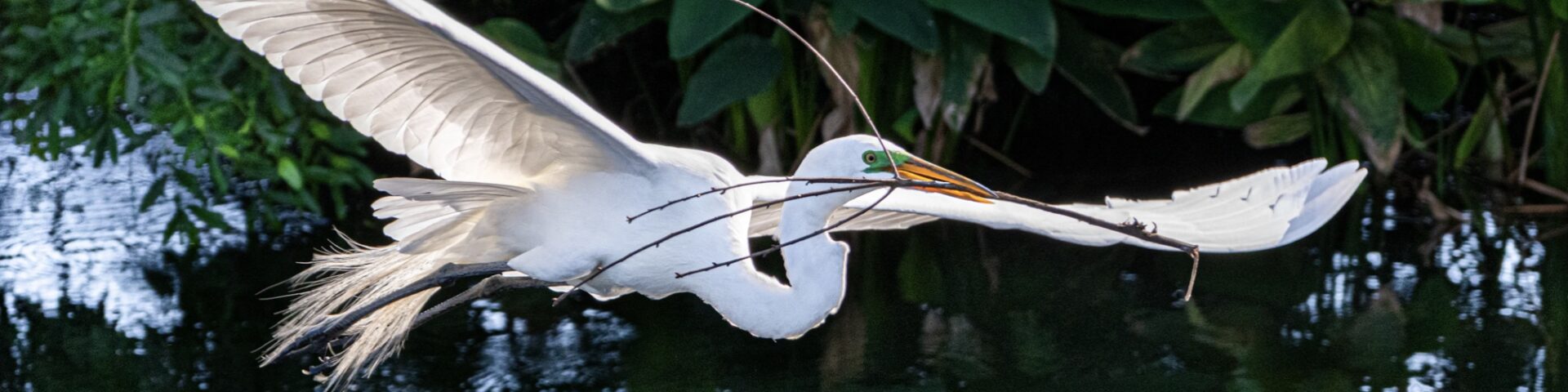 A bird flying over water with its wings spread.