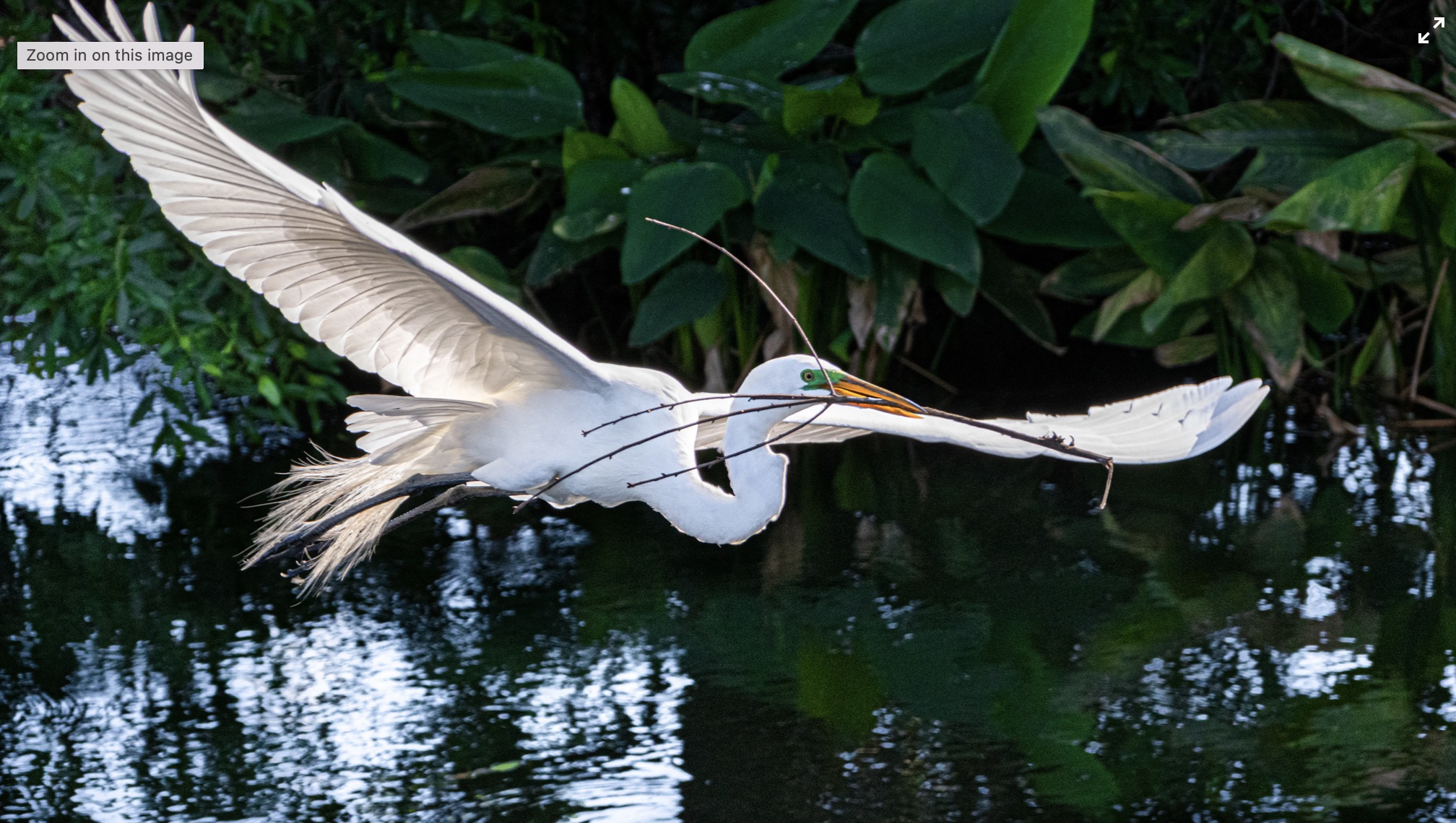 A bird flying over water with its wings spread.