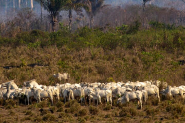 A herd of sheep grazing in the middle of a field.