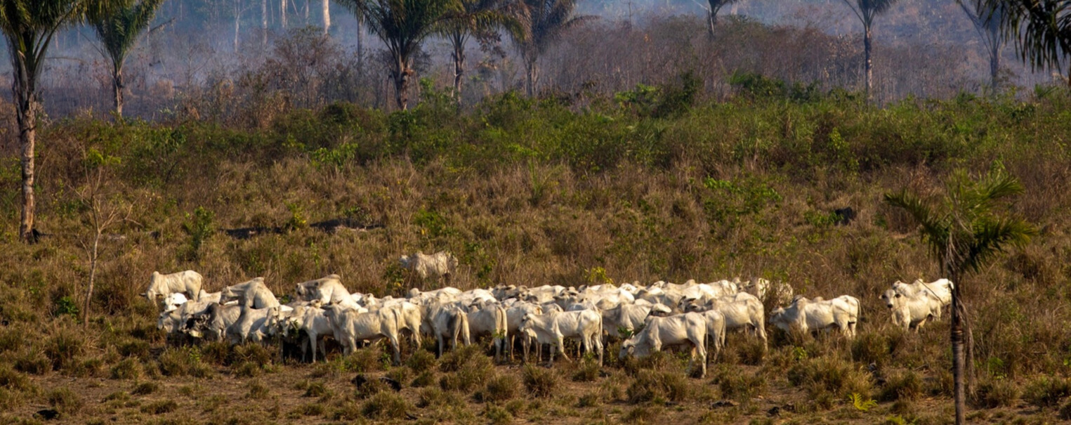 A herd of sheep grazing in the middle of a field.